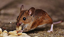 24 Hour & Emergency Exterminators in Belwood, NC
